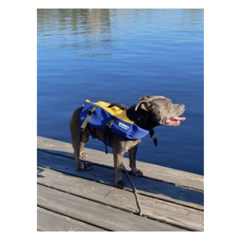 Hutchwilco K9 Mariner Dog Lifejacket - Fish City Hamilton - LGE -