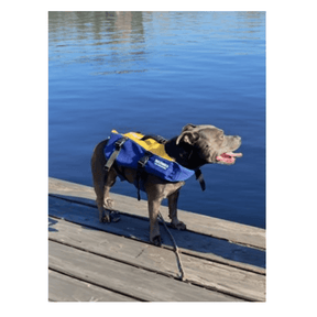 Hutchwilco K9 Mariner Dog Lifejacket - Fish City Hamilton - LGE -